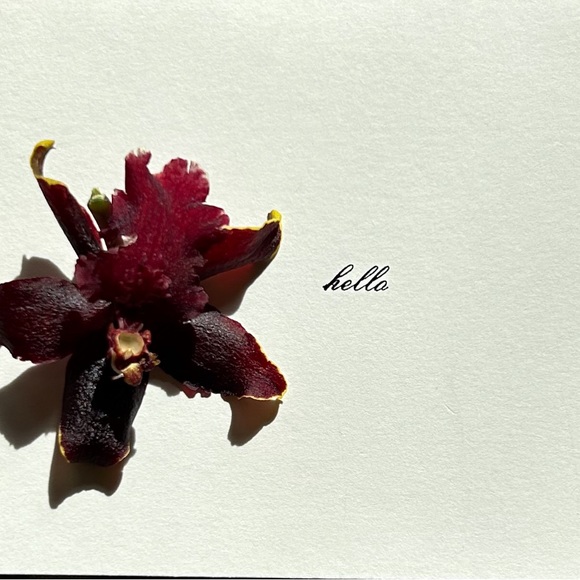 Flight Behavior - Picture 3 of 3